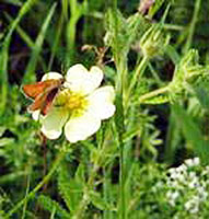 Skipper on Cinquefoil