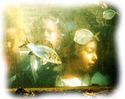 Fish Tank