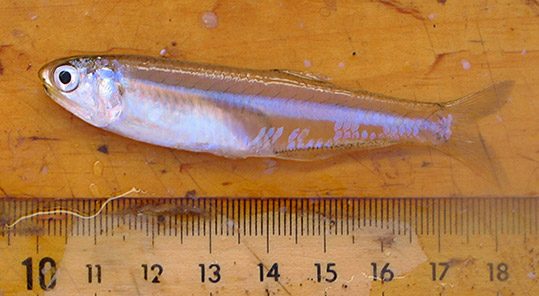 Bay Anchovy