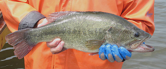 Largemouth Bass (Adult)