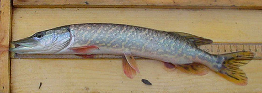 Pickerel (Redfin)