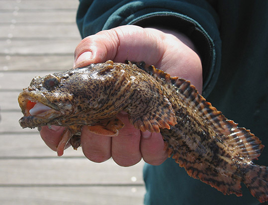 Oyster Toadfish