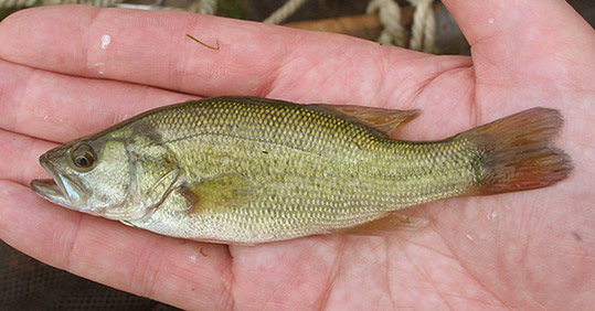 Largemouth Bass