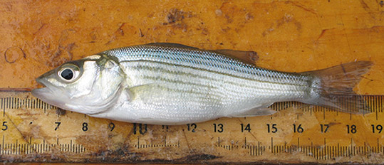 Striped Bass (YOY)