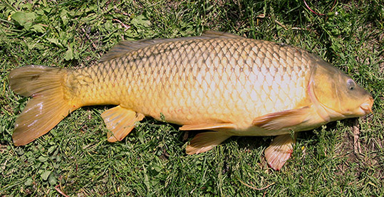 Carp (Common)