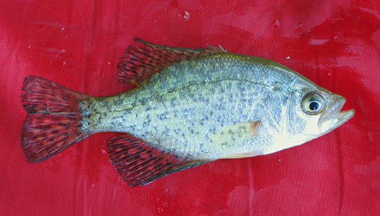 Black Crappie