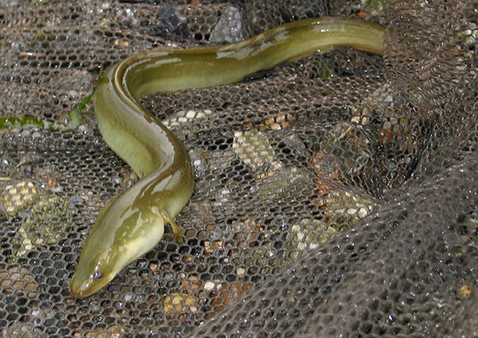 Clearwater's Key to Common Hudson River Fishes