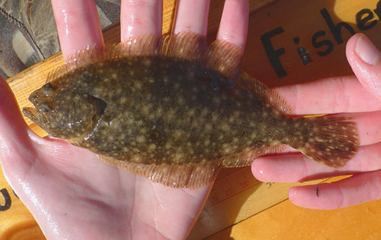 Summer Flounder