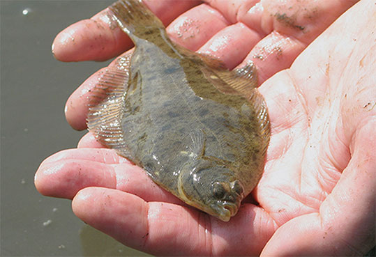 Winter Flounder