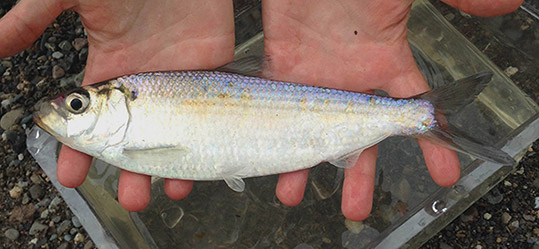 Herring (Alewife Adult)