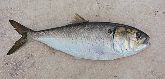 Herring (Menhaden)