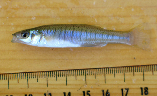 Killifish (Banded)