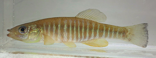 Killifish (Banded)