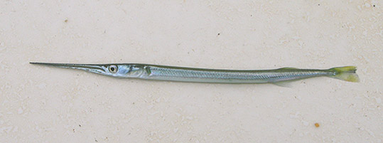 Atlantic Needlefish