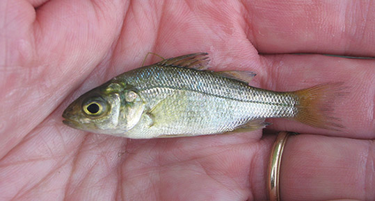 White Perch (YOY)