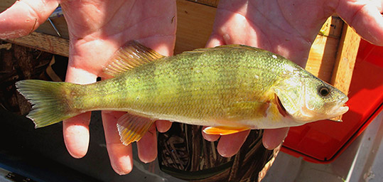 Yellow Perch