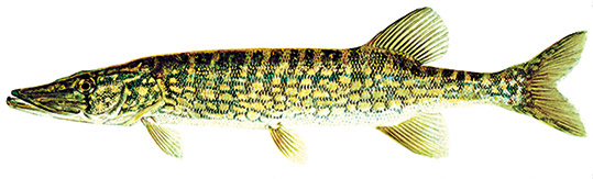 Pickerel (Chain)