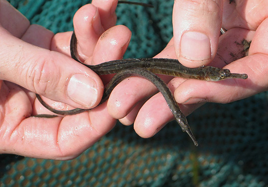 Northern Pipefish