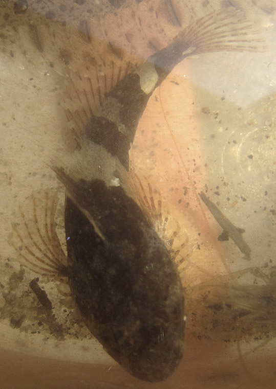 Sculpin (Grubby)