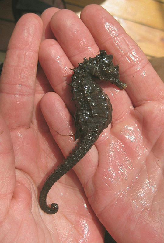 Lined Seahorse