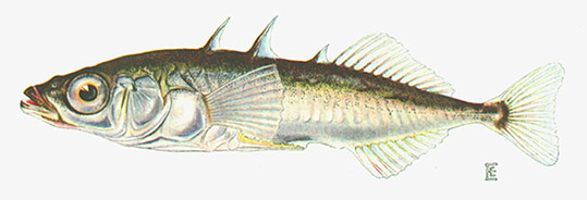 Stickleback 3 spine