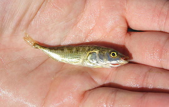 Stickleback 3 spine