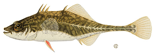 Stickleback 4 spine