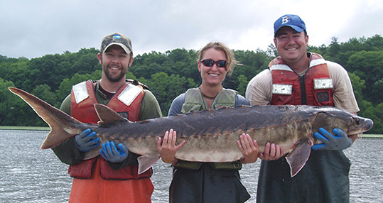 Sturgeon (Atlantic)