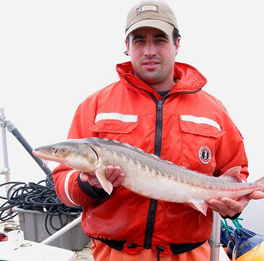 Sturgeon (Shortnose)