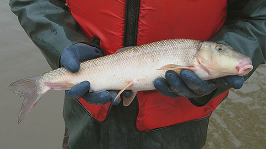 Clearwaters Key To Common Hudson River Fishes