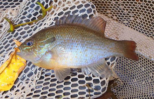 Sunfish (Redbreast Adult)