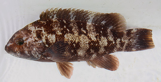 Tautog (Adult)