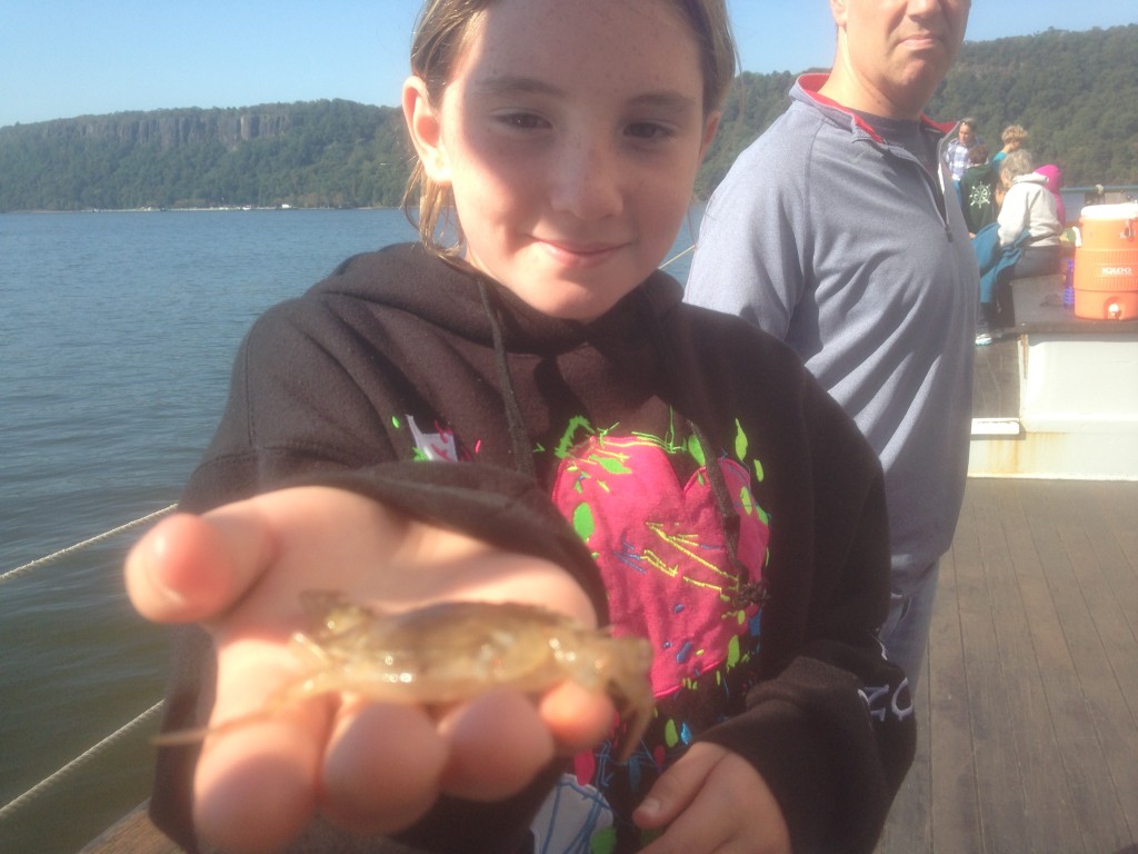 ClawRegeneration_specimine