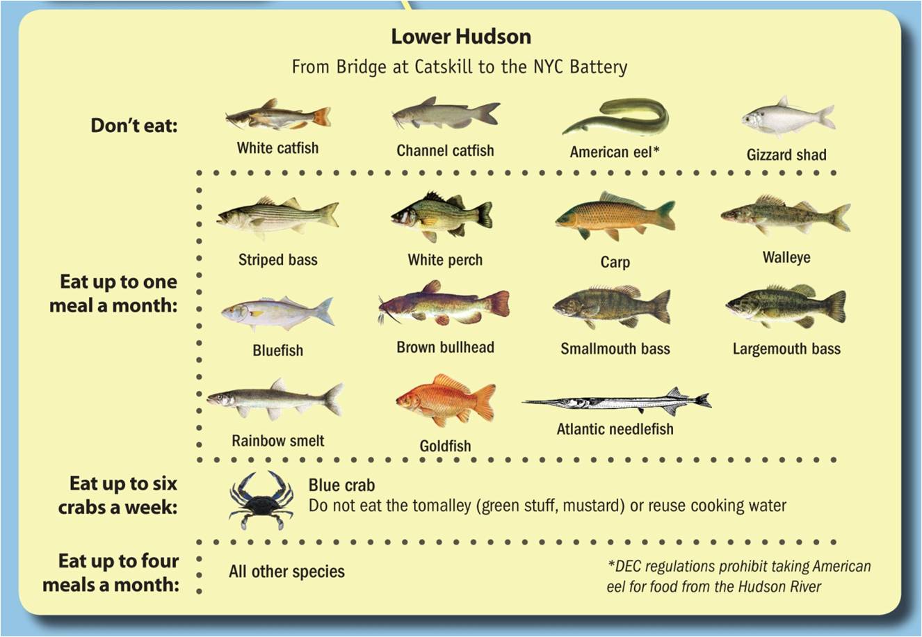 fish list Hudson River Sloop Clearwater