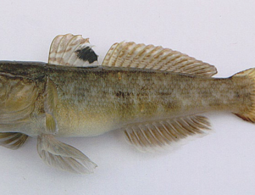 Invasive Species – Round Goby