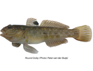 Round Goby photo